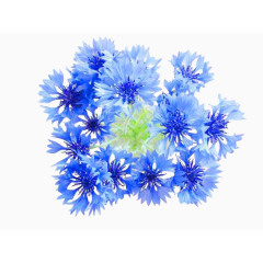 2017水彩手绘矢车菊