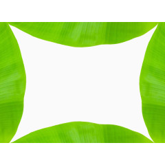 芭蕉叶摄影图片