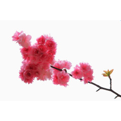 粉红色鲜艳的樱花