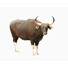 牛图片