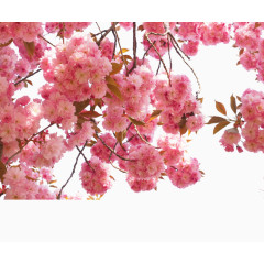 樱花图片