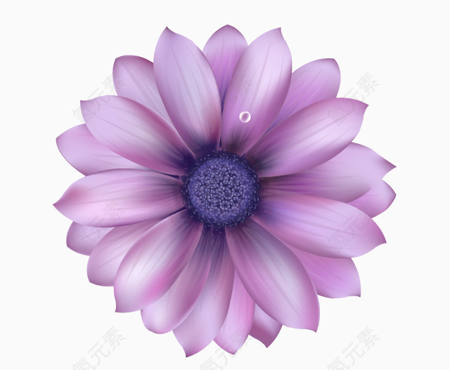 紫色的花