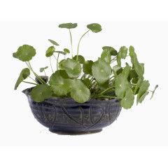 流行性脑脊髓膜炎