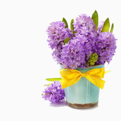 唯美风信子花盘图片
