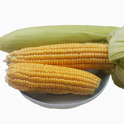 金色玉米棒