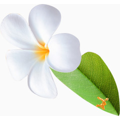 唯美简约的花朵