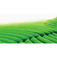 绿色茶园素材