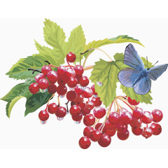 矢量图水果樱桃树莓