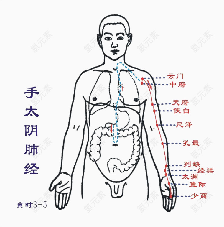 手太阴肺经