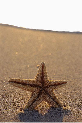 海边的海星