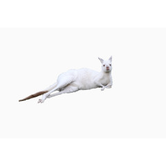 侧躺的白色袋鼠