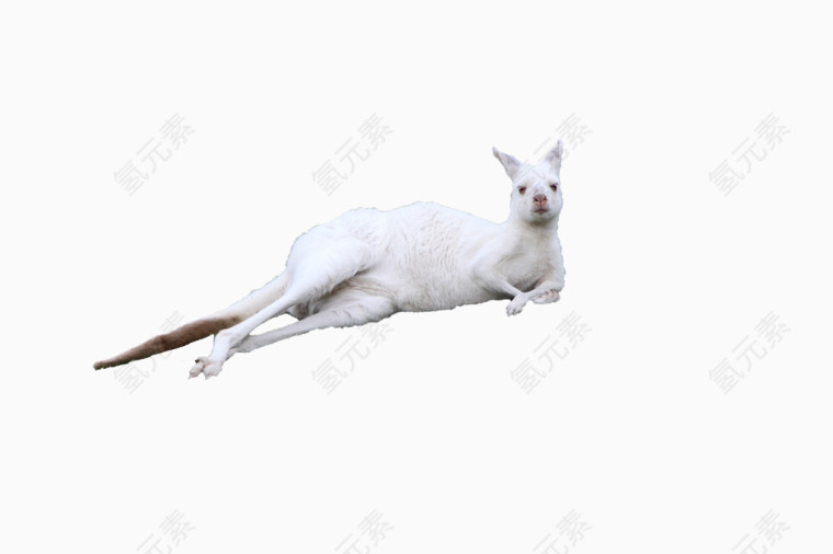 侧躺的白色袋鼠