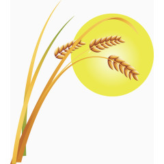 矢量手绘金色麦穗