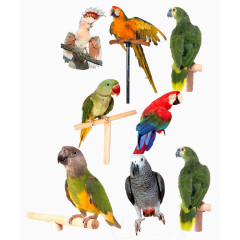 多种鹦鹉合集