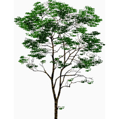 绿色清晰参观大树