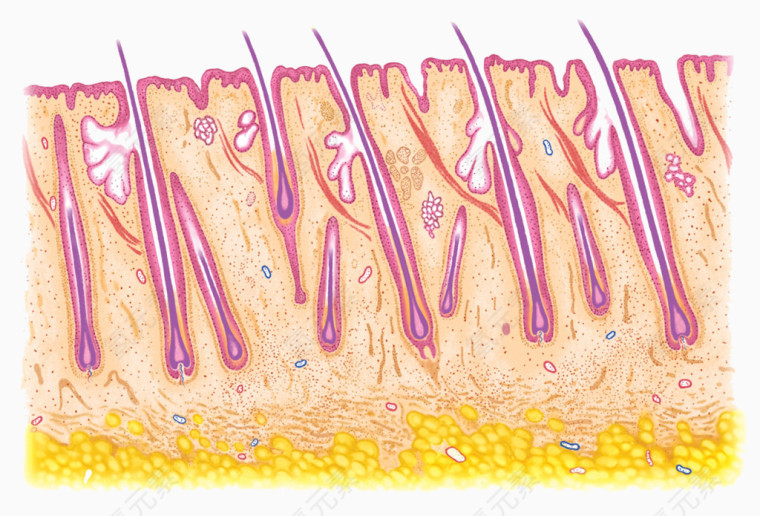 皮肤结构图片