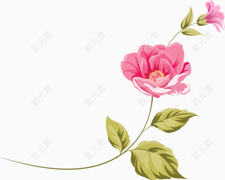粉色玫瑰花