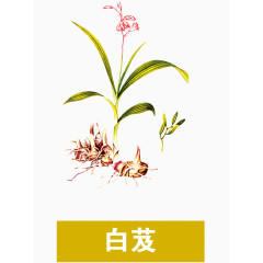 白芨