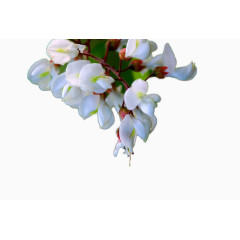 白色蝴蝶型洋槐