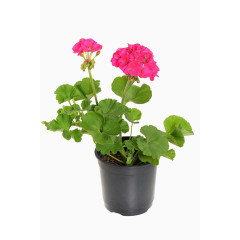 粉色天竺葵盆栽高清图片