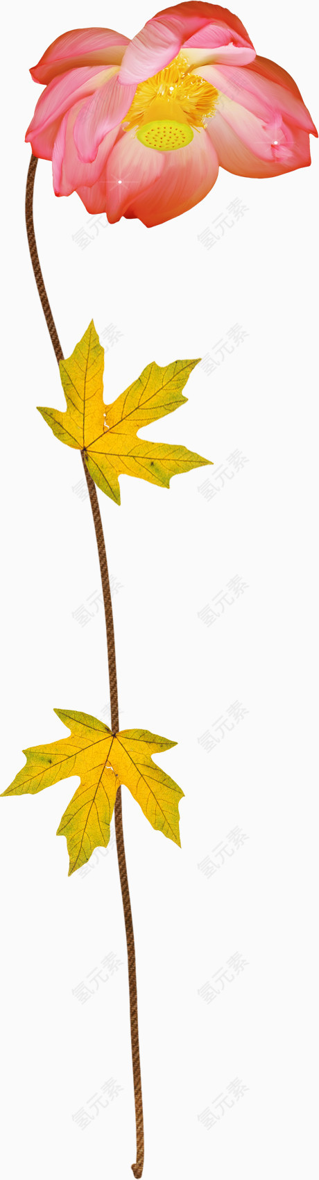 漂浮莲花瓣