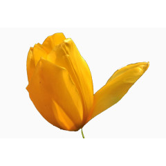 唯美橘色郁金香图片