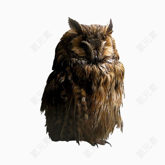猫头鹰免扣PNG