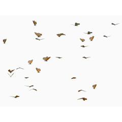 漫天飞舞的蝴蝶