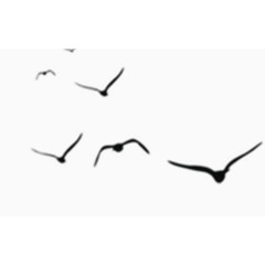 矢量黑色飞翔小鸟