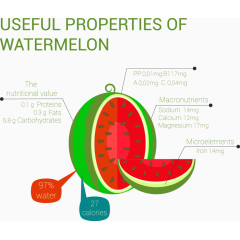 西瓜的实用性信息图表矢量