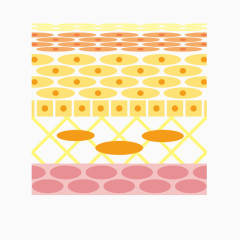 卡通皮脂膜图示