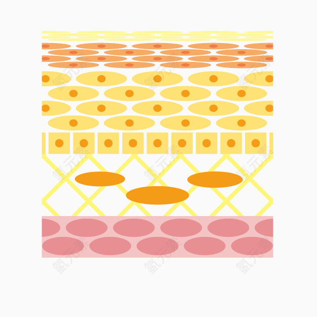 卡通皮脂膜图示