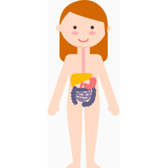 女子6大人体系统矢量图