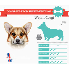 创意柯基犬品种介绍模板矢量图