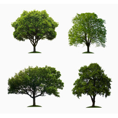 桉树榕树图片素材