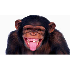 伸出舌头傻笑的猩猩