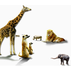 动物园动物组合