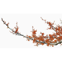 红花满枝头免抠素材