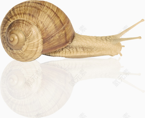 实拍蜗牛