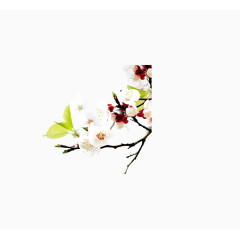 花卉樱花边角装饰背景装饰图案