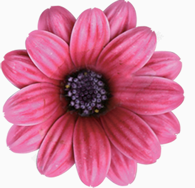 一朵花，花朵，花，粉色花，粉色，淘宝素材