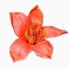 橙色木棉花主视图