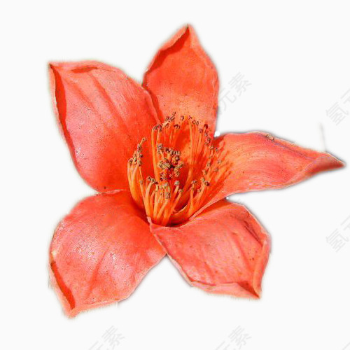 橙色木棉花主视图