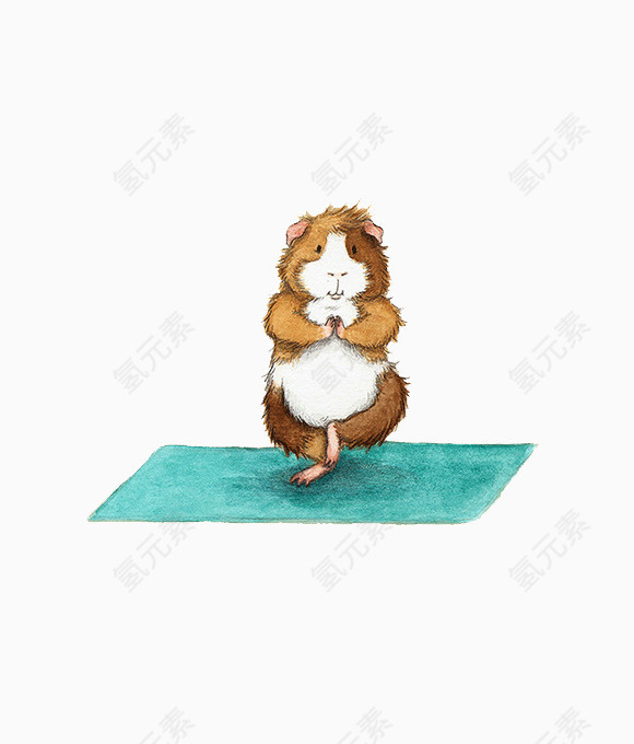 小豚鼠瑜伽