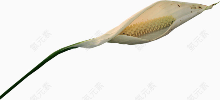 一支白色马蹄莲花朵