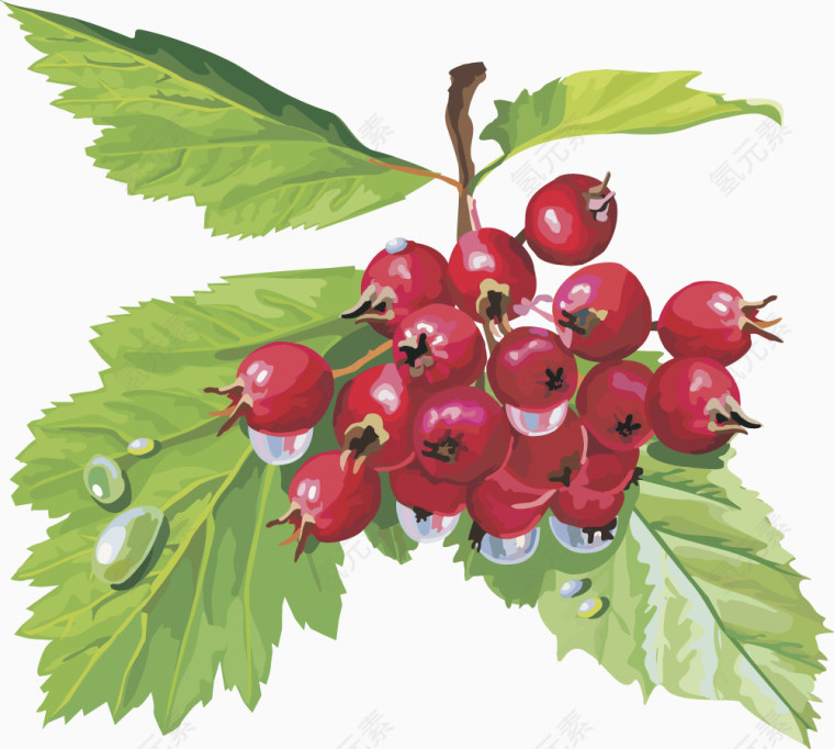 樱桃 水果矢量图