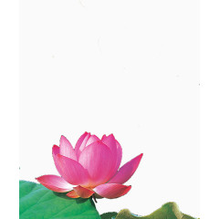 绿色荷叶和荷花