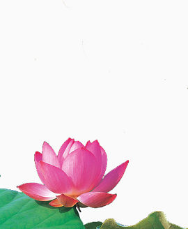 绿色荷叶和荷花
