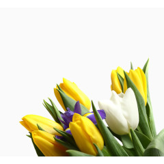 黄色郁金香图片