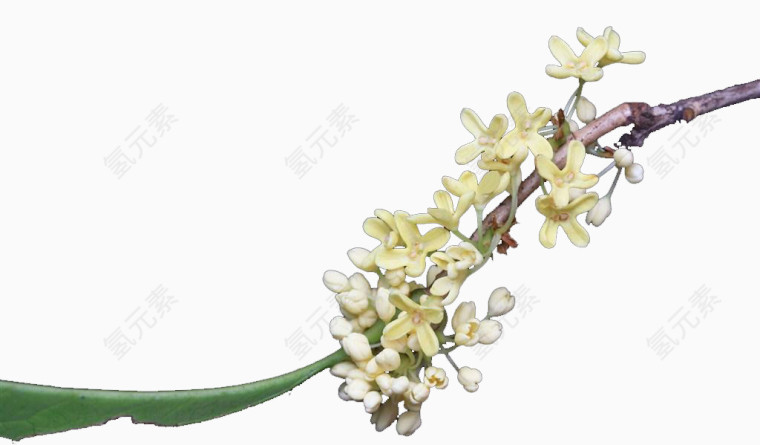 桂花